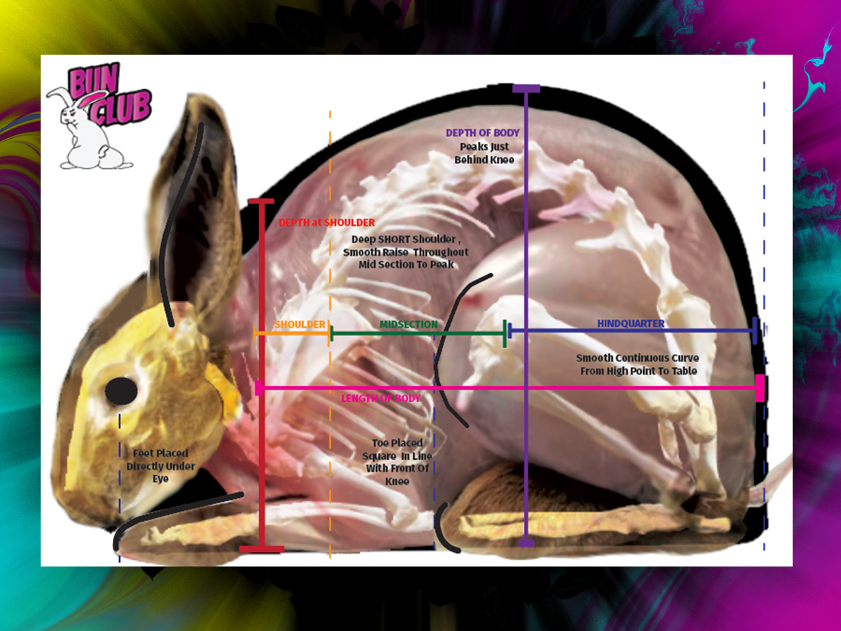 Educational infographic and information design